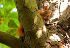 Eichhörnchen Eichhörnchen