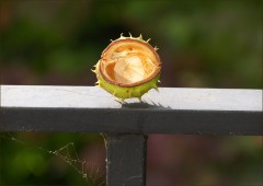 Kastanienschale Kastanienschale