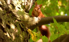 Eichhörnchen Eichhörnchen