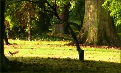 Eichhörnchen Eichhörnchen