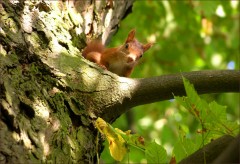 Eichhörnchen Eichhörnchen