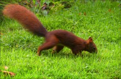 Eichhörnchen Eichhörnchen