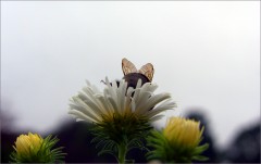 Hummelflügel Hummelflügel