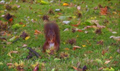 Eichhörnchen Eichhörnchen