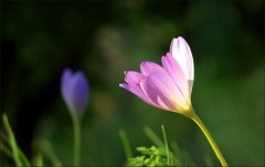 Herbstzeitlose Herbstzeitlose