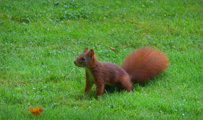 Eichhörnchen