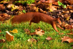 Eichhörnchen Eichhörnchen