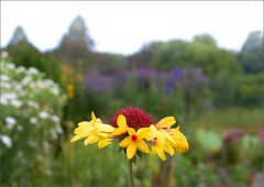 Eine Blüte Eine Blüte