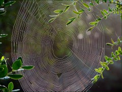 Spinnennetz Spinnennetz