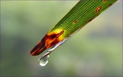 Regentropfen Regentropfen