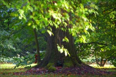 Eichhörnchen Eichhörnchen