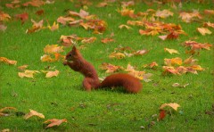 Eichhörnchen Eichhörnchen