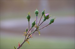 Rosenknospen Rosenknospen