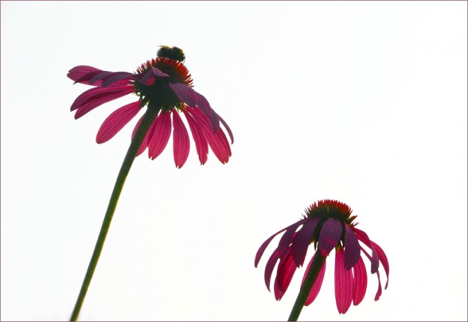 Echinacea