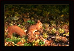 Eichhörnchen Eichhörnchen