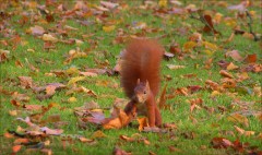 Eichhörnchen Eichhörnchen