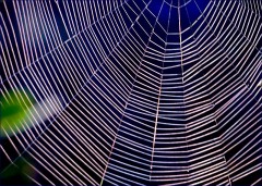 Spinnennetz Spinnennetz