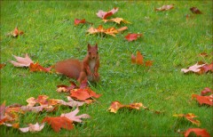 Eichhörnchen Eichhörnchen