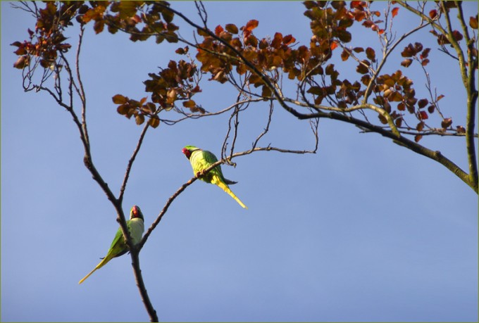 Zwei Papageien