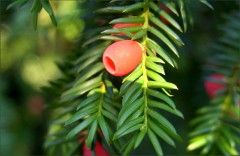 Eibenbeere Eibenbeere