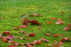 Eichhörnchen Eichhörnchen