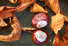 Zwei Kastanien Zwei Kastanien