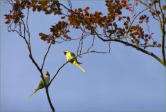 Zwei Papageien Zwei Papageien
