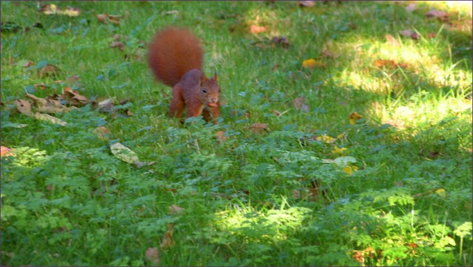 Eichhörnchen