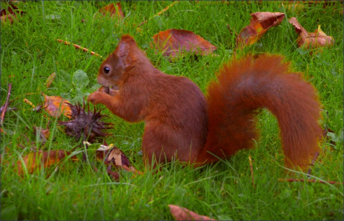Eichhörnchen