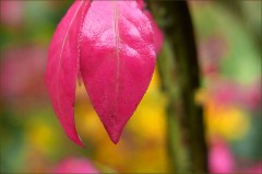 Herbstblätter Herbstblätter