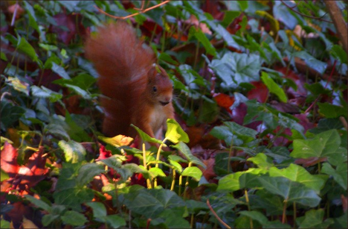 Eichhörnchen