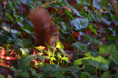 Eichhörnchen Eichhörnchen