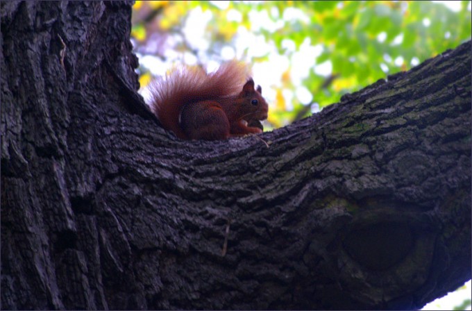 Eichhörnchen