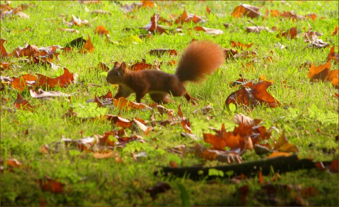 Eichhörnchen