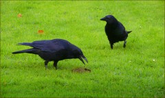 Zwei Raben Zwei Raben