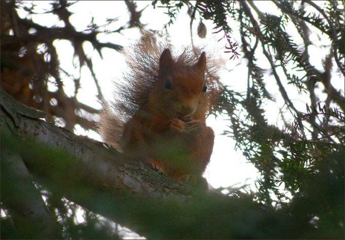 Eichhörnchen