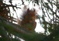 Eichhörnchen Eichhörnchen