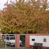 Kirschbaum im Herbst