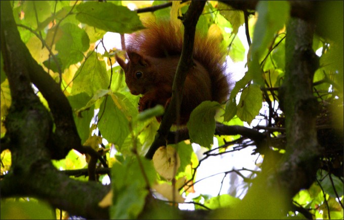 Eichhörnchen