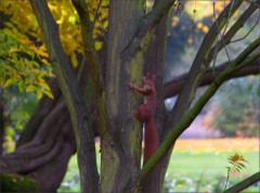 Eichhörnchen Eichhörnchen