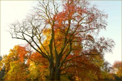 Alter Baum Alter Baum