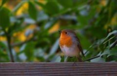 Rotkehlchen Rotkehlchen