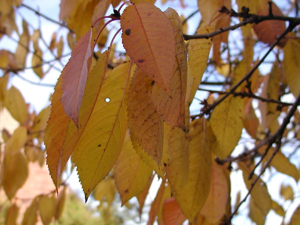 Herbstblätter am Kirschbaum