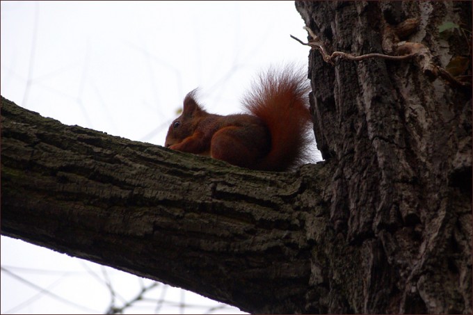 Eichhörnchen