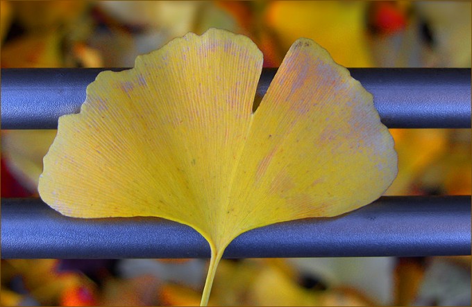 Ginkgoblatt