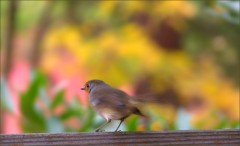 Rotkehlchen Rotkehlchen