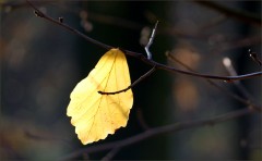 Ein Blatt