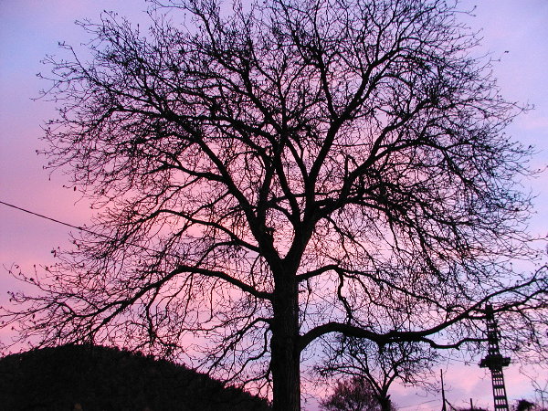 Nussbaum im Morgenrot