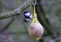 Leider etwas unscharf