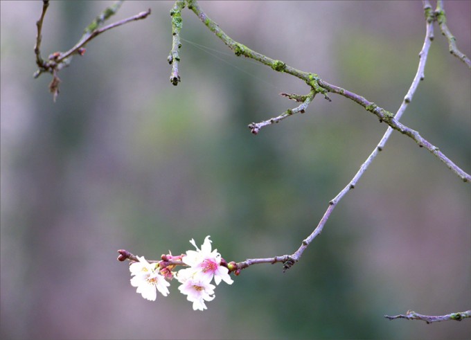 Kirschblüten im Dezember